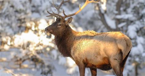2024 pronghorn, elk hunt draw results available .